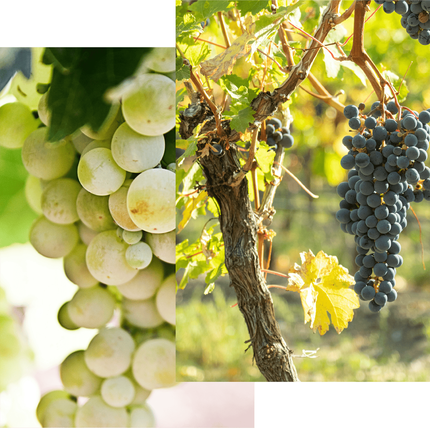 VINES