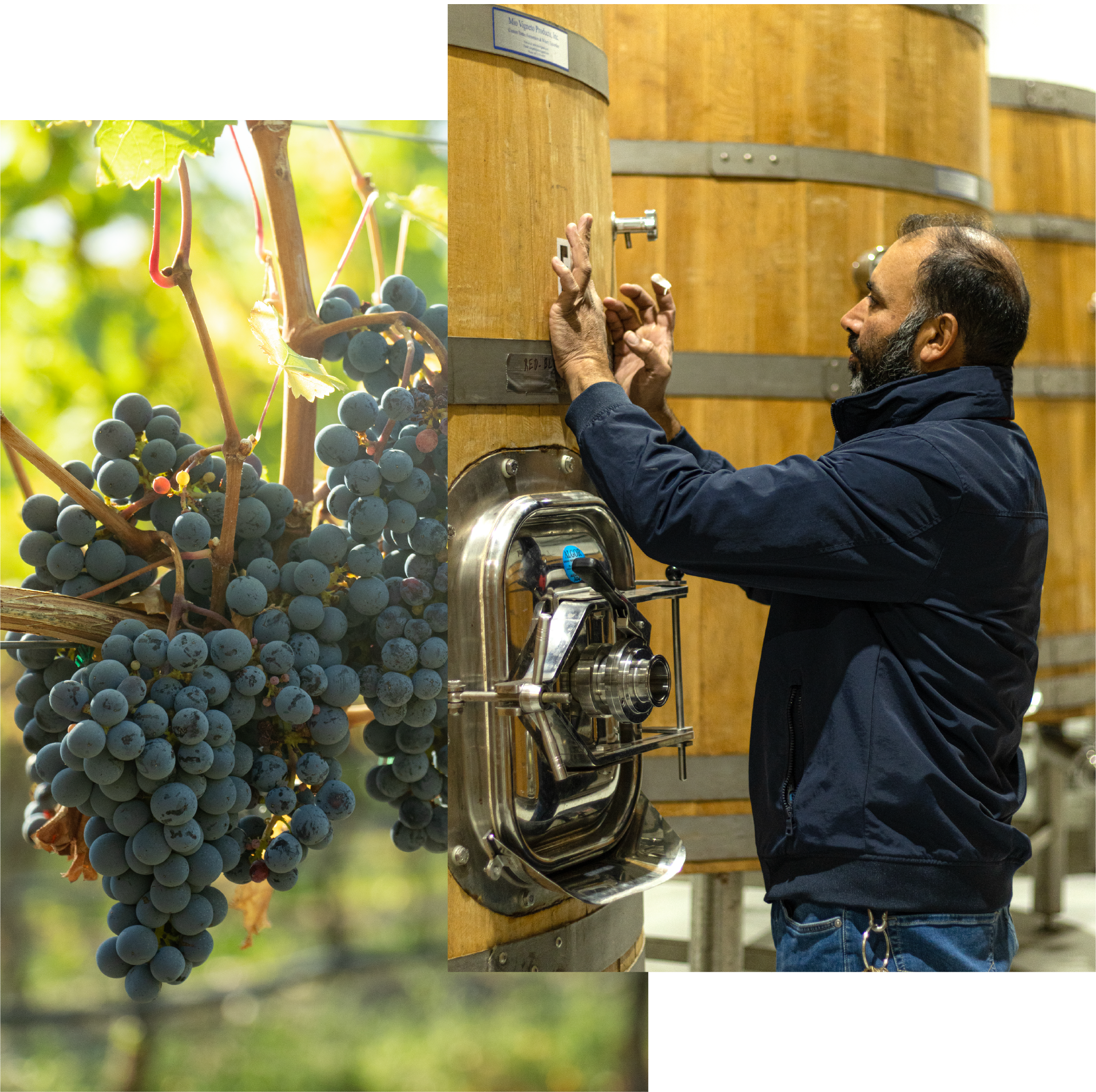 Winemaking_ImgRGB copy