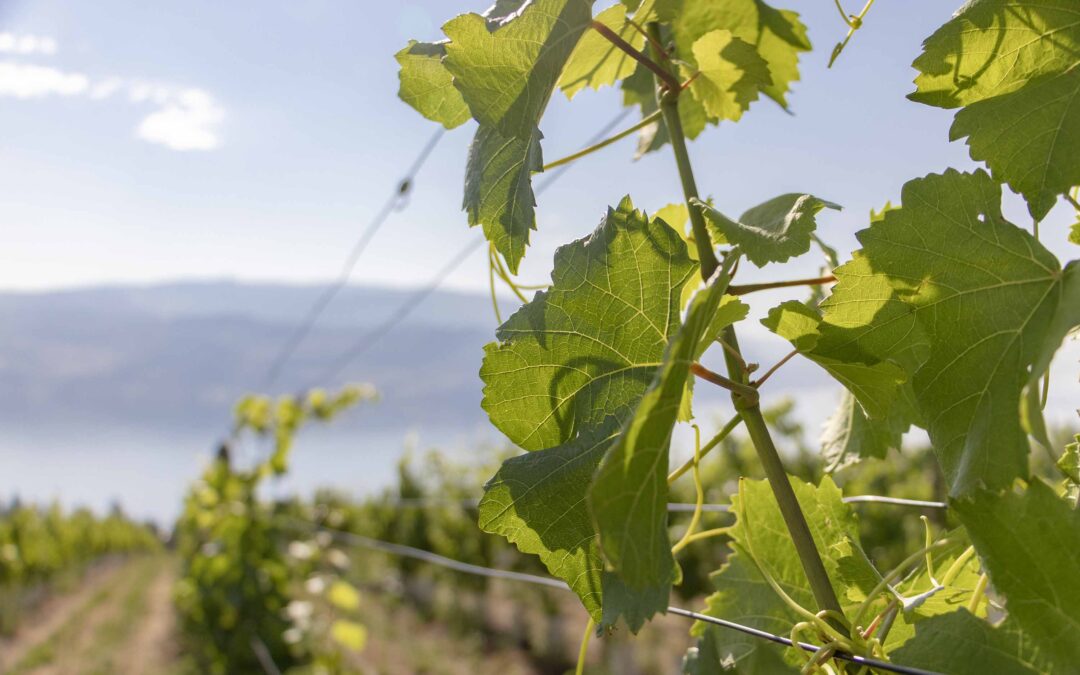 The Start of the Season: Where the Vintage Begins