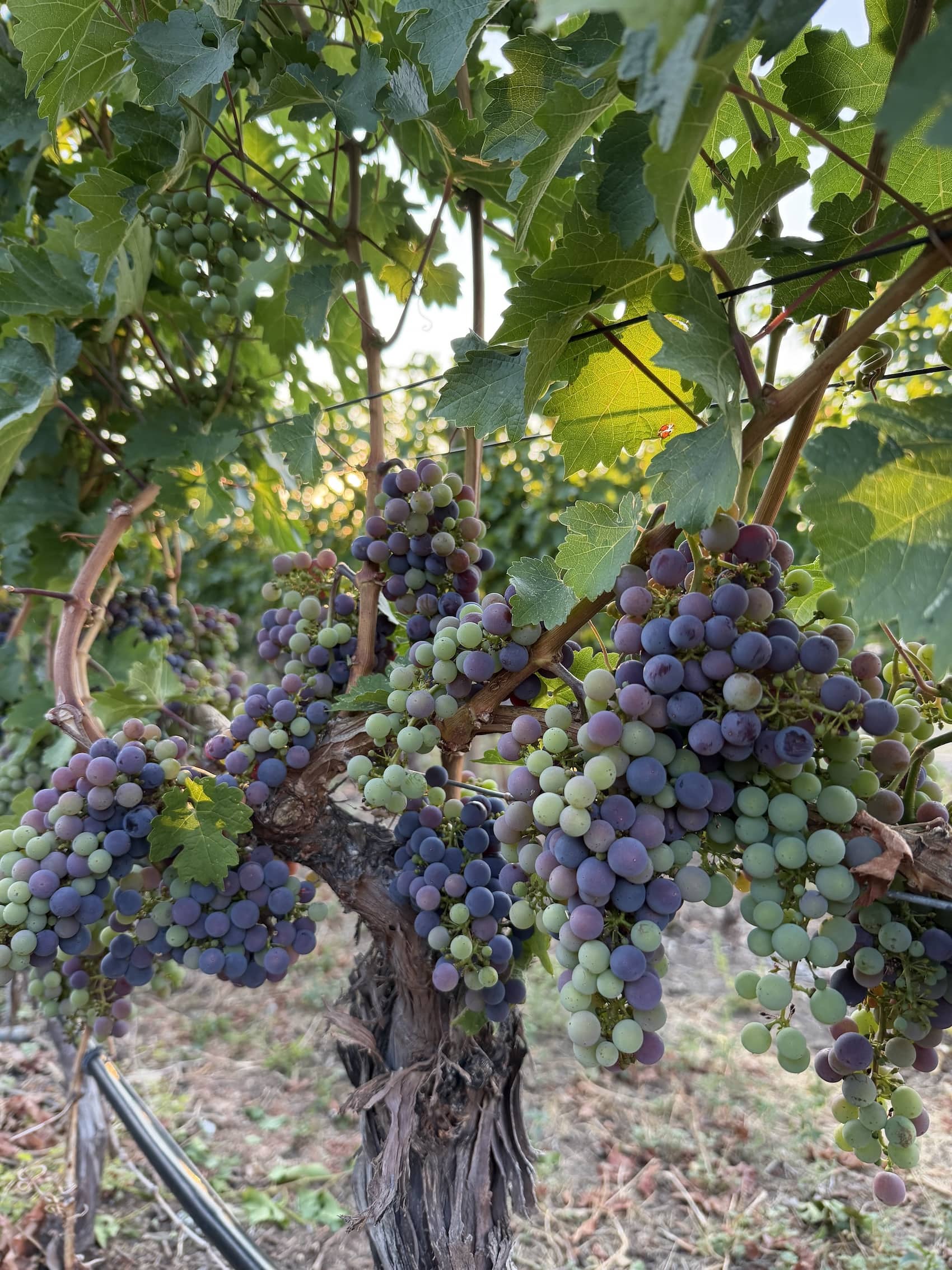 vines