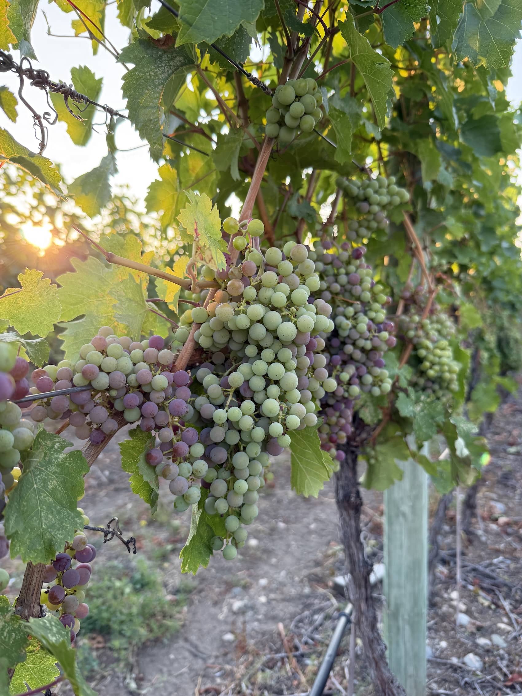 vines