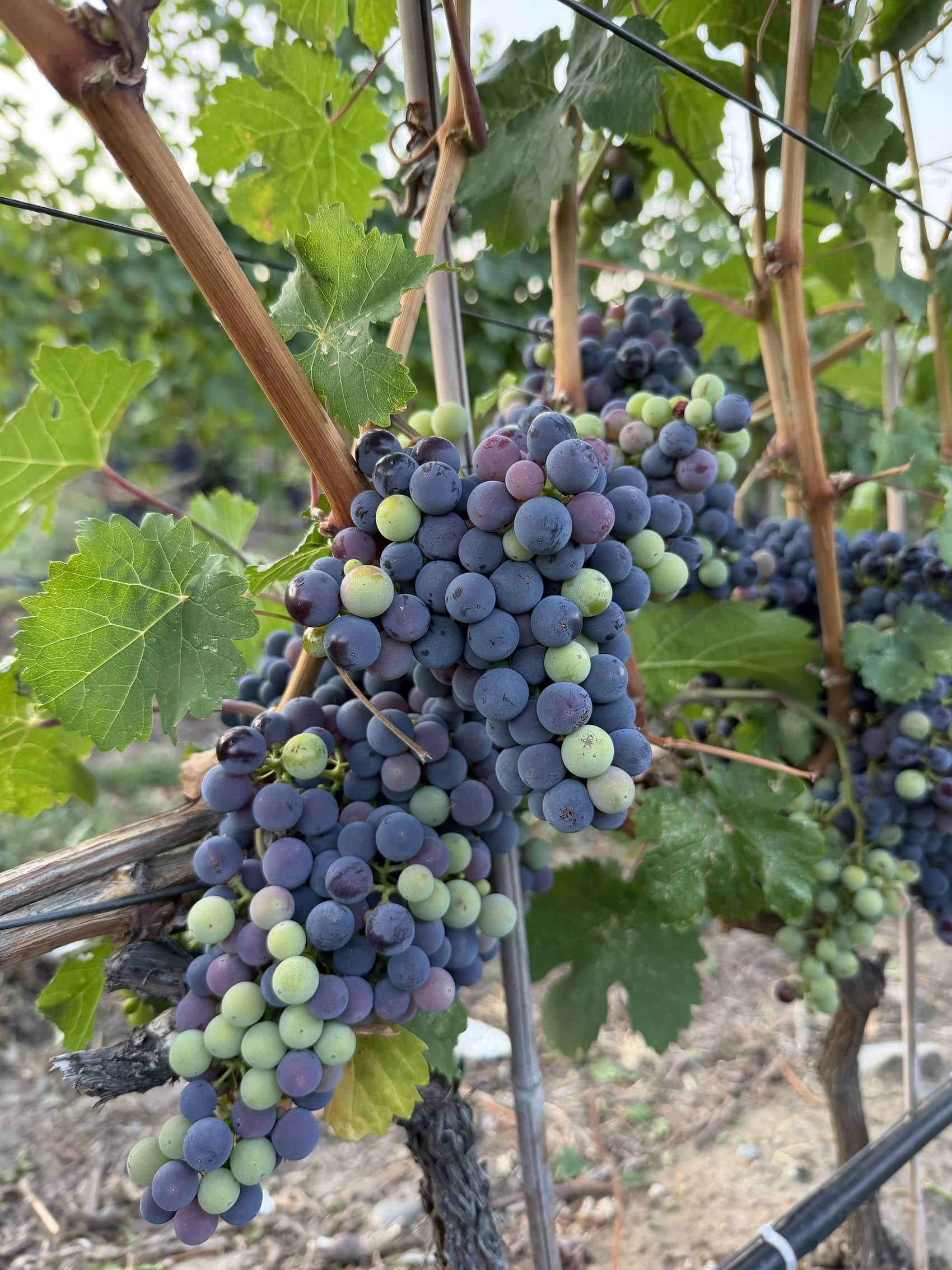 vines