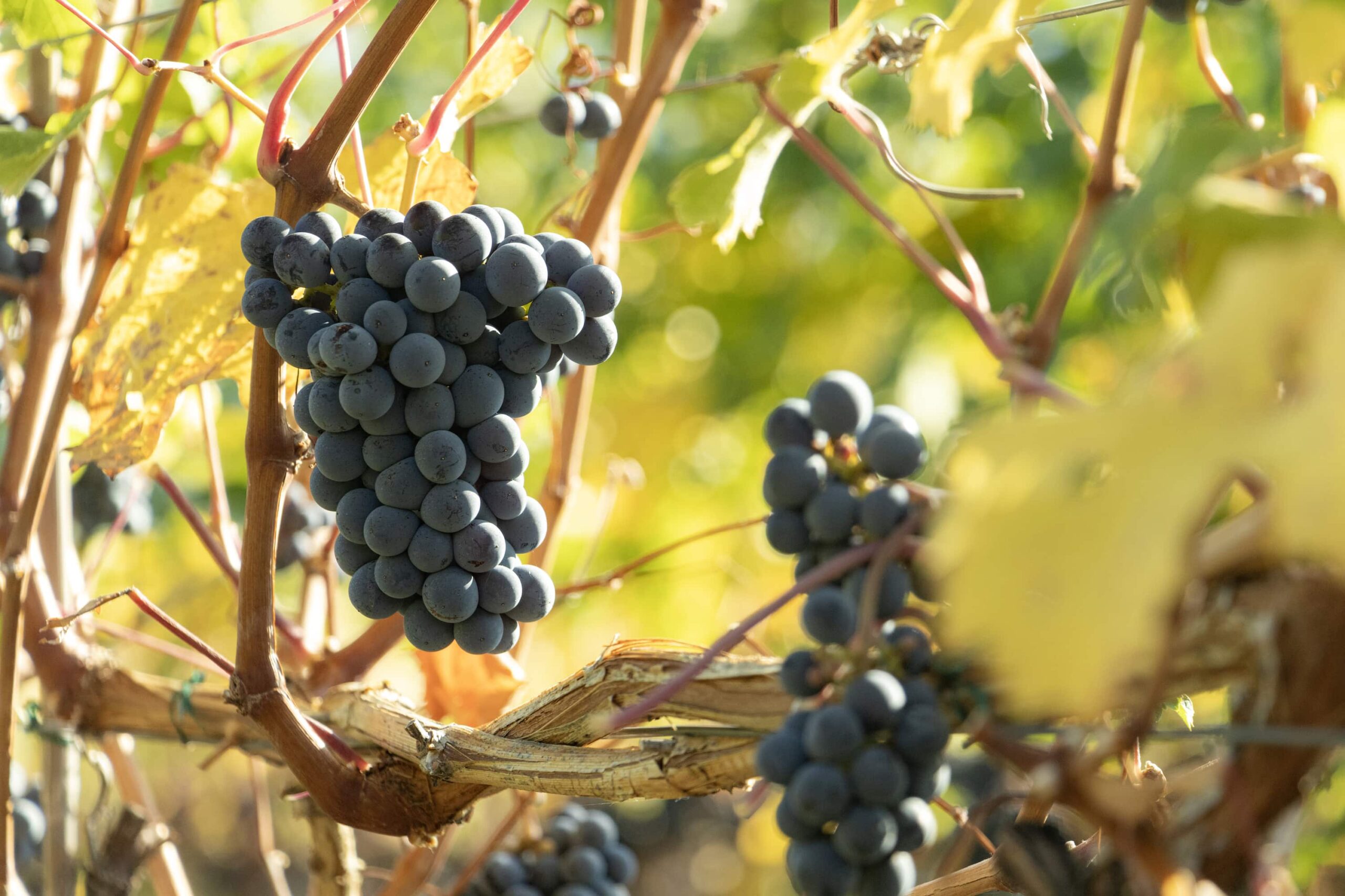 Grapes at After 93 Winery in the Okanagan Valley, BC