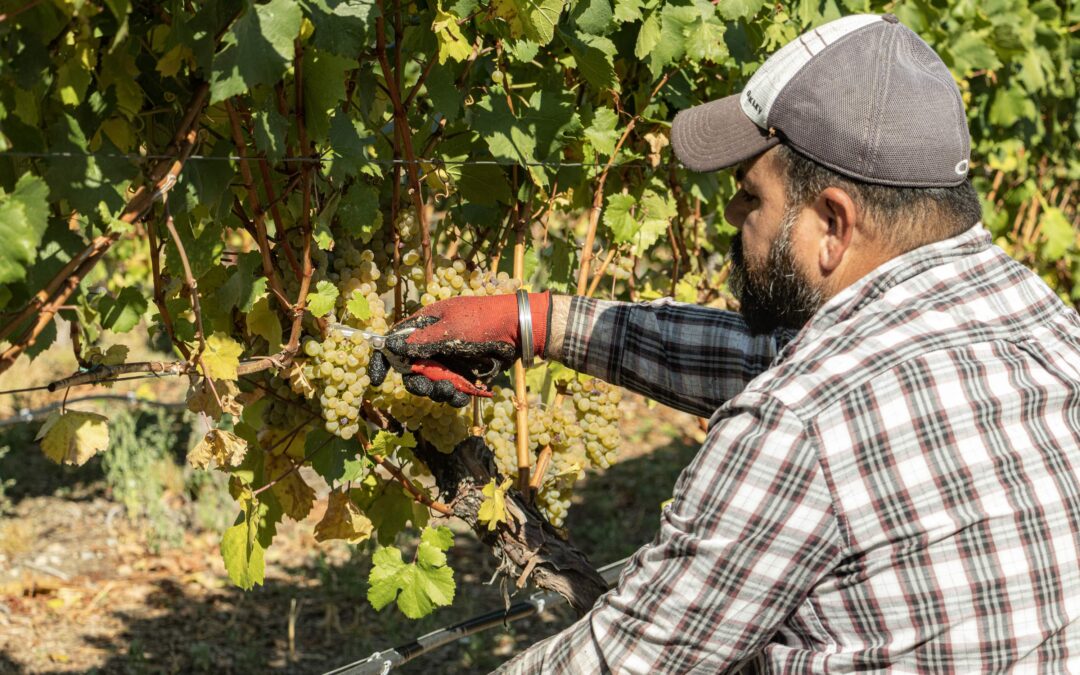 Harvest Has Begun: A Season’s Work Comes to Life